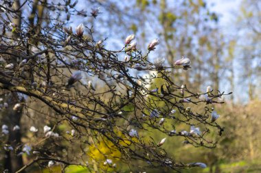 Çiçekli beyaz bir manolya çiçeği yumuşak sabah güneşinde hafifçe parlar. Narin yaprakları zarafetle açılır, doğanın dingin güzelliğini yakalar ve baharda yeni bir günün huzurlu vaadini yakalar..