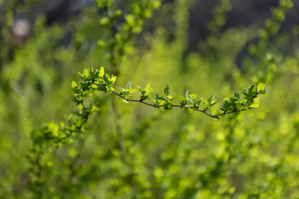 Genç yeşil yapraklar taze bahar havasında açılır, yeni yaşamı ve mevsimsel uyanışı simgeler. Yumuşak ışık, taze doğadaki taze yeşilliğin hassas dokularını ve canlı tonlarını vurgular..