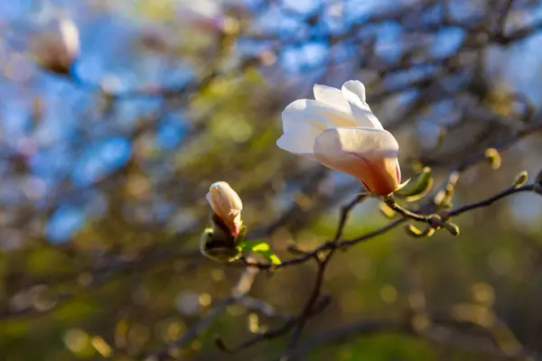 Çiçekli beyaz bir manolya çiçeği yumuşak sabah güneşinde hafifçe parlar. Narin yaprakları zarafetle açılır, doğanın dingin güzelliğini yakalar ve baharda yeni bir günün huzurlu vaadini yakalar..