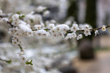 Çiçek açan bahar kiraz ağacının narin karla kaplı dalları rüzgarda hafifçe sallanıyor. Çiçeklerin tazeliği ve geç kalmış karın soğuğu arasında çarpıcı bir kontrastlık oluşturuyor..