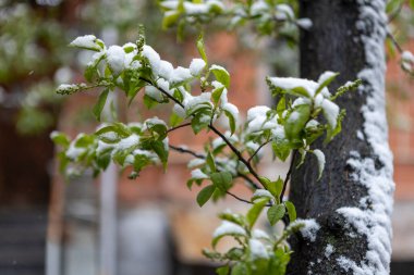 Bir bahar ağacının karla kaplı dalında taze yeşil yapraklar rüzgarda sallanıyor, iki mevsimin özünü kontrastla ve güzellikle dolu huzurlu bir doğal anda harmanlıyor..