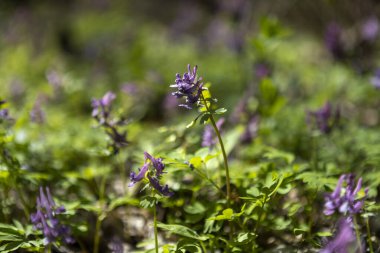 İlkbaharın başlarında açan çiçeklerin canlı bir görüntüsü, parlak renkleri mevsimin taze, nemli yeşilliğine karşı duruyor. Çiçekler canlanan manzaraya bir sıcaklık ve yaşam patlaması ekler..
