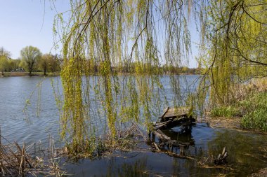 Nehir kıyısında bir söğüt ağacı dimdik duruyor taze yeşil yaprakları rüzgarda hafifçe sallanıyor. Sahne, kıyı boyunca dağılmış kırık kalaslarla tahrip edilmiş ahşap bir iskele ile çelişiyor. Huzurun arasında yıpranmış ve ihmal edilmiş bir hikaye anlatıyor.