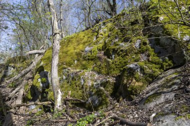 Bereketli yeşil yosun, açık güneşli bir günün parlak güneş ışığı altında gelişen kayalık yüzeyi kaplıyor. Yosun dokusunun karmaşıklığı taşın pürüzsüzlüğüyle çelişiyor. Canlı ve huzurlu bir doğal manzara yaratıyor..