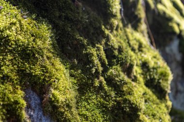 Bereketli yeşil yosun, açık güneşli bir günün parlak güneş ışığı altında gelişen kayalık yüzeyi kaplıyor. Yosun dokusunun karmaşıklığı taşın pürüzsüzlüğüyle çelişiyor. Canlı ve huzurlu bir doğal manzara yaratıyor..
