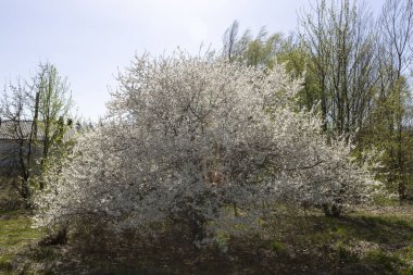 Çiçek açmış güzel bir kiraz ağacı berrak mavi gökyüzünün altında zarif bir şekilde duruyor. Huzurlu bir bahar gününde ılık güneş ışığıyla yıkanmış, tazelik ve doğal cazibe yayıyor..