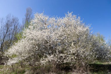 Çiçek açmış güzel bir kiraz ağacı berrak mavi gökyüzünün altında zarif bir şekilde duruyor. Huzurlu bir bahar gününde ılık güneş ışığıyla yıkanmış, tazelik ve doğal cazibe yayıyor..