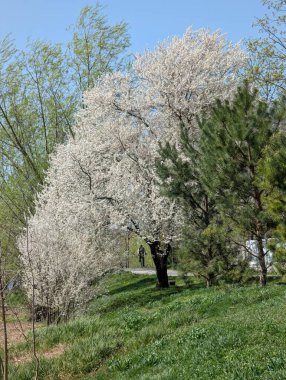 Çiçek açmış güzel bir kiraz ağacı berrak mavi gökyüzünün altında zarif bir şekilde duruyor. Huzurlu bir bahar gününde ılık güneş ışığıyla yıkanmış, tazelik ve doğal cazibe yayıyor..