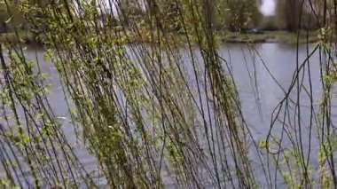 Ağlayan söğüt dalları bir bahar günü bir nehre karşı rüzgarda dalgalanıyor.