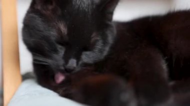 Siyah kedi sandalyede uzanır ve kendini yıkarken kendini yalar.