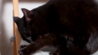 Siyah kedi sandalyede uzanır ve kendini yıkarken kendini yalar.