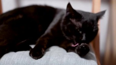 Siyah kedi sandalyede uzanır ve kendini yıkarken kendini yalar.