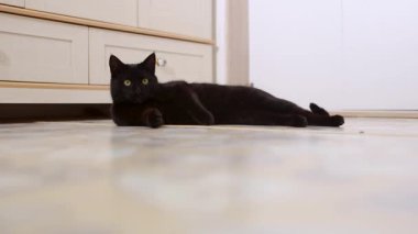 Kedi yerde yatıyor ve avını izliyor.