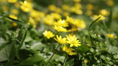 Güneşli bir günde yeşil yapraklı bir sürü küçük sarı çayır çiçekleri