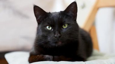 Dikkatlice önüne bakan siyah bir kedinin yakın çekimi.