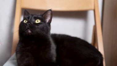 Dikkatlice önüne bakan siyah bir kedinin yakın çekimi.