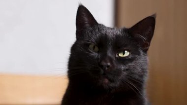 Dikkatlice önüne bakan siyah bir kedinin yakın çekimi.