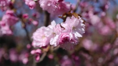 Güzel pembe kiraz ağaçları, güzel sakura çiçekleri parkta.