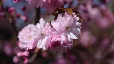 Güzel pembe kiraz ağaçları, güzel sakura çiçekleri parkta.