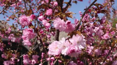 Güzel pembe kiraz ağaçları, güzel sakura çiçekleri parkta.