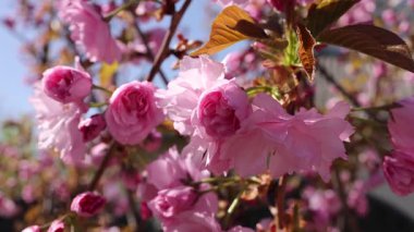 Güzel pembe kiraz ağaçları, güzel sakura çiçekleri parkta.