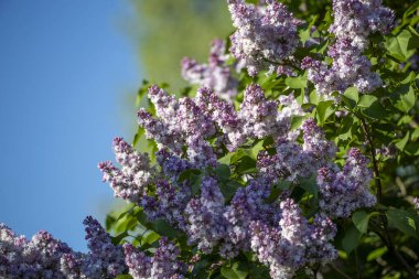 Güzel çiçek açan leylak dalı, sakin bir bahar gününde, canlı leylak çiçeklerinin yemyeşil arka planıyla çevrili meltemde sallanıyor..