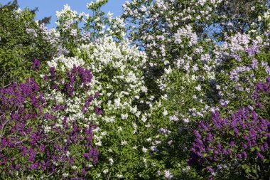 Güzel çiçek açan leylak dalı, sakin bir bahar gününde, canlı leylak çiçeklerinin yemyeşil arka planıyla çevrili meltemde sallanıyor..