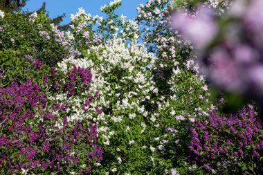 Güzel çiçek açan leylak dalı, sakin bir bahar gününde, canlı leylak çiçeklerinin yemyeşil arka planıyla çevrili meltemde sallanıyor..