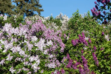 Güzel çiçek açan leylak dalı, sakin bir bahar gününde, canlı leylak çiçeklerinin yemyeşil arka planıyla çevrili meltemde sallanıyor..