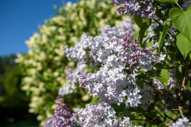 Güzel çiçek açan leylak dalı, sakin bir bahar gününde, canlı leylak çiçeklerinin yemyeşil arka planıyla çevrili meltemde sallanıyor..