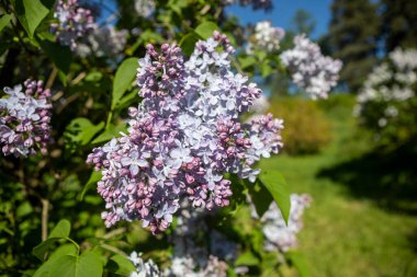 Güzel çiçek açan leylak dalı, sakin bir bahar gününde, canlı leylak çiçeklerinin yemyeşil arka planıyla çevrili meltemde sallanıyor..