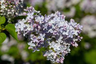 Güzel çiçek açan leylak dalı, sakin bir bahar gününde, canlı leylak çiçeklerinin yemyeşil arka planıyla çevrili meltemde sallanıyor..