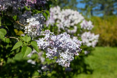Güzel çiçek açan leylak dalı, sakin bir bahar gününde, canlı leylak çiçeklerinin yemyeşil arka planıyla çevrili meltemde sallanıyor..