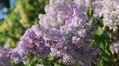 Güzel açan leylak dalları rüzgarda sallanıyor. Çiçek açan leylağın arkaplanı.