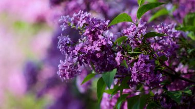 Güzel açan leylak dalları rüzgarda sallanıyor. Çiçek açan leylağın arkaplanı.