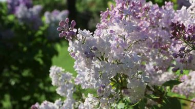 Güzel açan leylak dalları rüzgarda sallanıyor. Çiçek açan leylağın arkaplanı.