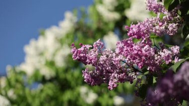 Güzel açan leylak dalları rüzgarda sallanıyor. Çiçek açan leylağın arkaplanı.