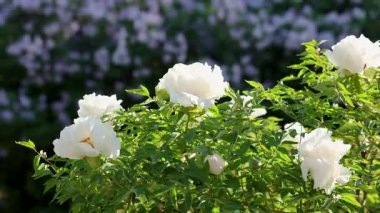 Beyaz çiçek açan şakayık çiçekleri