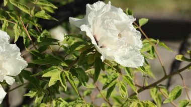 Beyaz çiçek açan şakayık çiçekleri