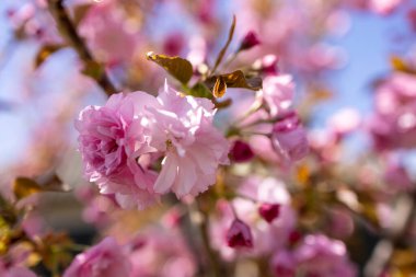 Güzel pembe bahar dalları Kiraz çiçekleri, yakından, Japon Sakura