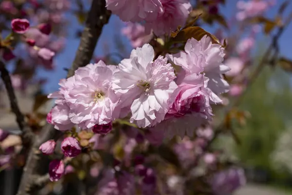 Güzel pembe bahar dalları Kiraz çiçekleri, yakından, Japon Sakura