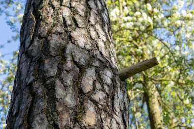 Ormandaki çam ağacı kabuğunun doğal bir arka plan için yakın plan görüntüsü..