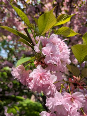 Mavi gökyüzünün altındaki ağaçta pembe kiraz çiçeklerinin güzel dallarının seçici odak noktası, bahar mevsiminde güzel Sakura çiçekleri, çiçek desenleri, doğa çiçekli arka plan..