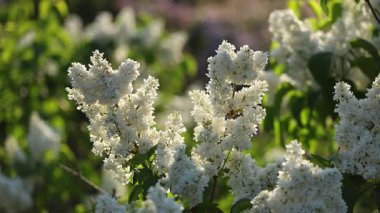 Güzel açan leylak dalları rüzgarda sallanıyor. Çiçek açan leylağın arkaplanı.