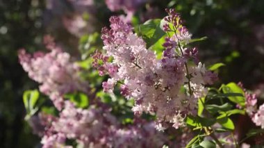 Güzel açan leylak dalları rüzgarda sallanıyor. Çiçek açan leylağın arkaplanı.