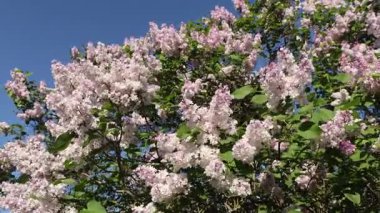 Güzel açan leylak dalları rüzgarda sallanıyor. Çiçek açan leylağın arkaplanı.