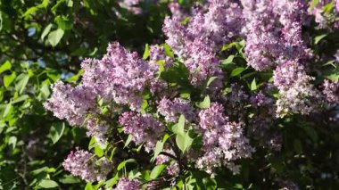 Güzel açan leylak dalları rüzgarda sallanıyor. Çiçek açan leylağın arkaplanı.