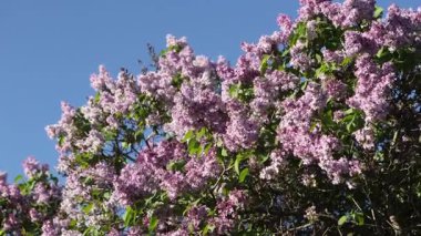 Güzel açan leylak dalları rüzgarda sallanıyor. Çiçek açan leylağın arkaplanı.