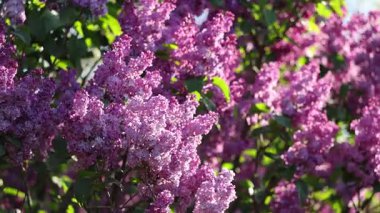 Güzel açan leylak dalları rüzgarda sallanıyor. Çiçek açan leylağın arkaplanı.