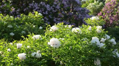 Beyaz çiçek açan şakayık çiçekleri